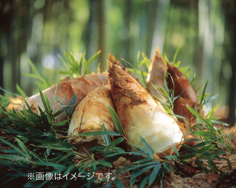 Yorkyさん【即購入❌】　小さな筍 筍 | 京都・神崎屋
